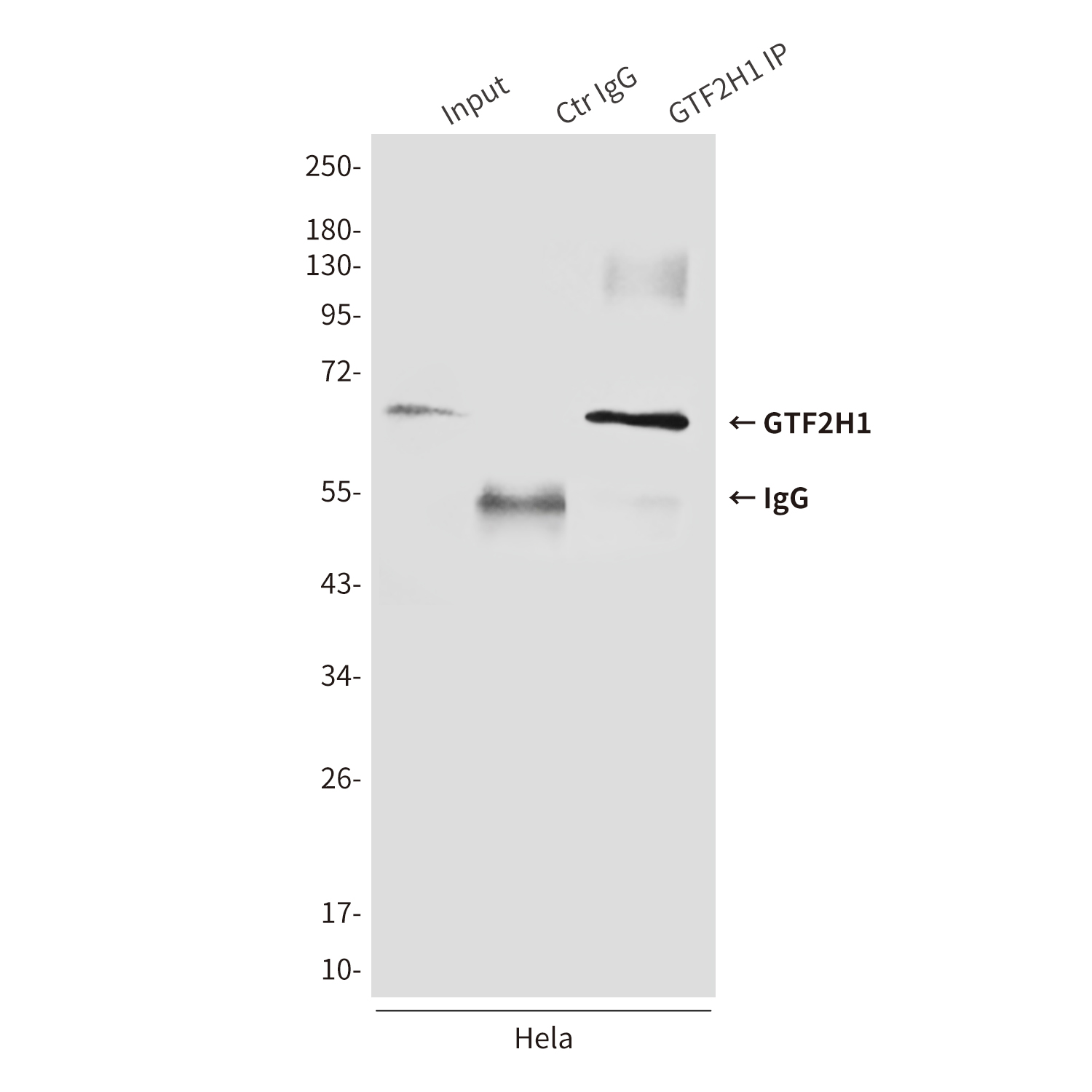 GTF2H1 (3E8) Mouse mAb ABZ2554