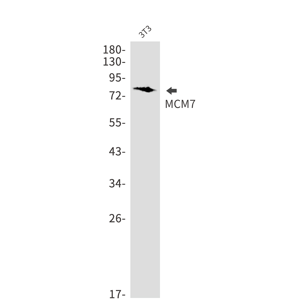MCM7/PRL Rabbit mAb ABZ2556