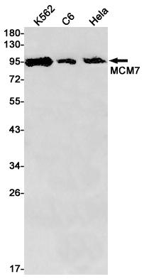 MCM7/PRL Rabbit mAb ABZ2556