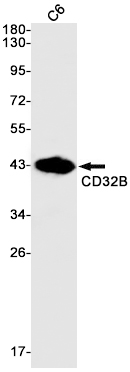 CD32B Rabbit mAb ABZ2567