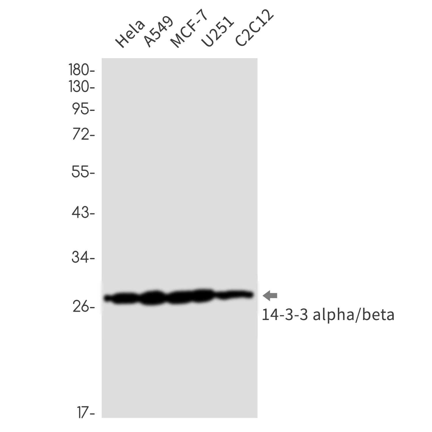 14-3-3 alpha/beta Rabbit mAb ABZ2569