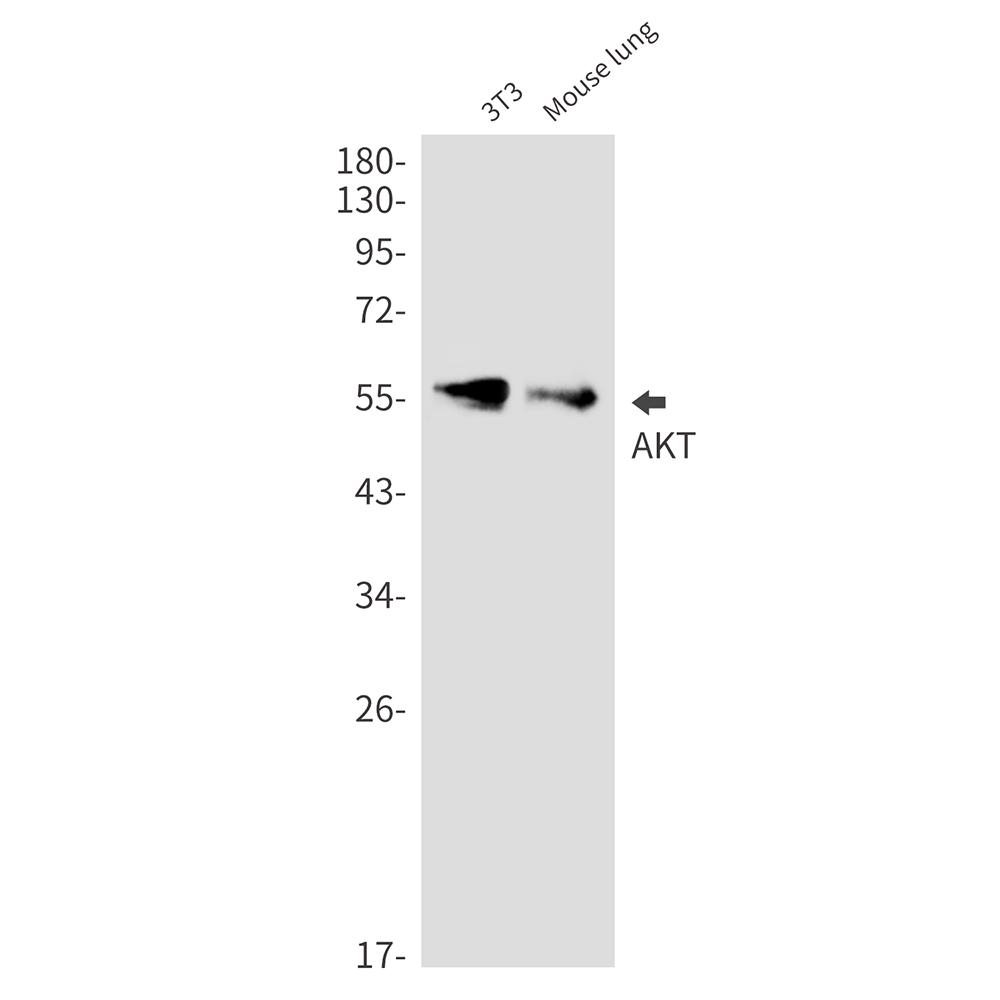 AKT1/2/3 Rabbit mAb ABZ2570