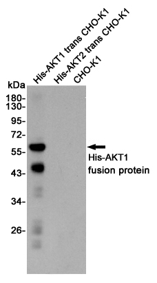 AKT1 Rabbit mAb ABZ2571