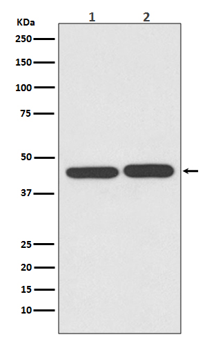 TIA1 Rabbit mAb ABZ2573