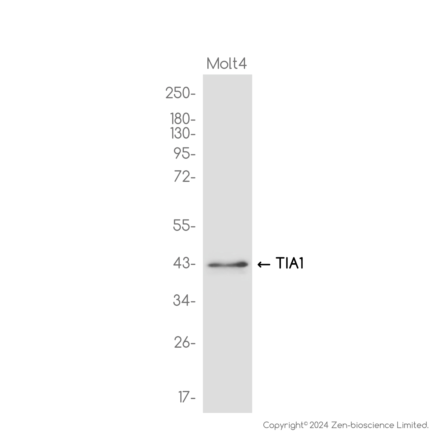 TIA1 Rabbit mAb ABZ2573