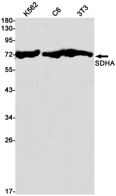 SDHA Rabbit mAb ABZ2576