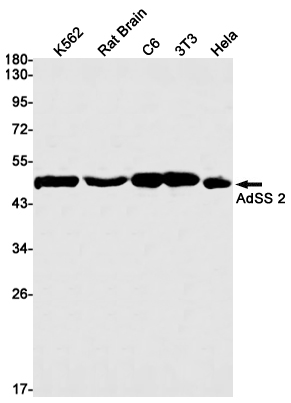 AdSS 2 Rabbit mAb ABZ2580