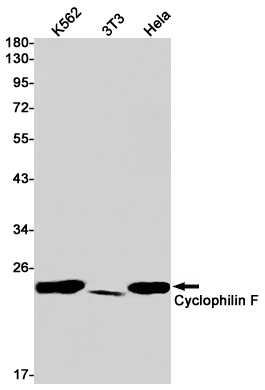 Cyclophilin F Rabbit mAb ABZ2582
