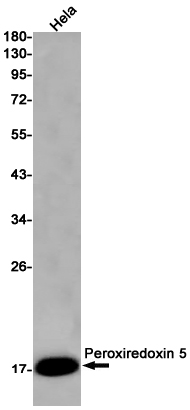 Peroxiredoxin 5 Rabbit mAb ABZ2585