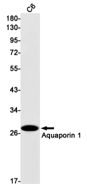 Aquaporin 1 Rabbit mAb ABZ2587