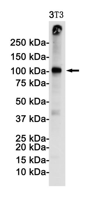 VCAM1 Rabbit mAb ABZ2589