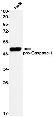 Caspase 1 Rabbit mAb ABZ2590