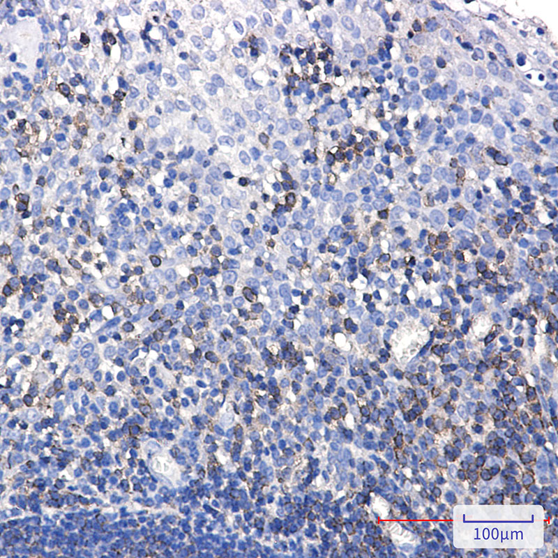 SHP1 Rabbit mAb ABZ2591