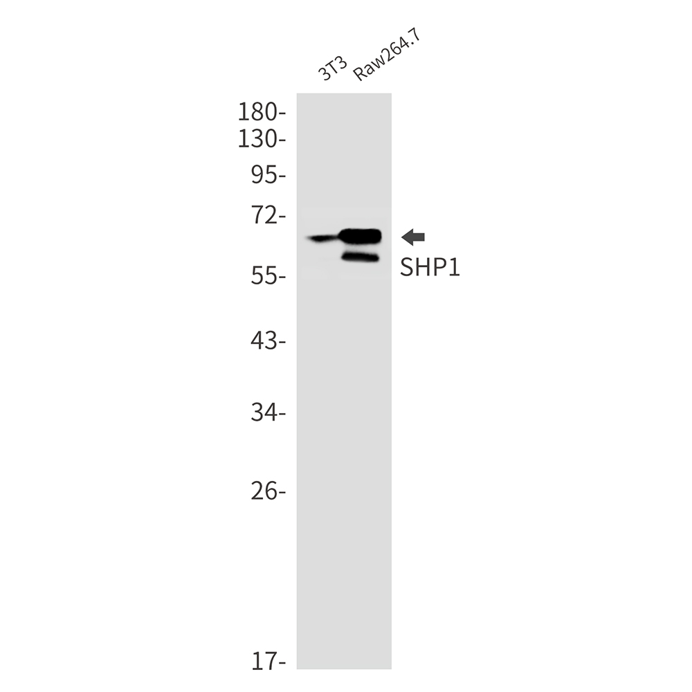 SHP1 Rabbit mAb ABZ2592
