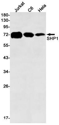 SHP1 Rabbit mAb ABZ2592