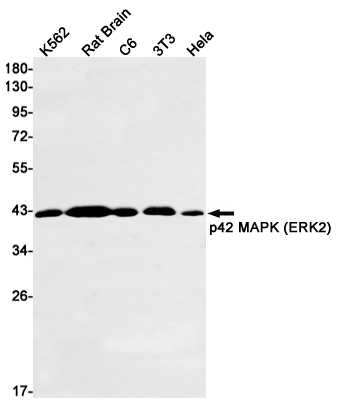 ERK2 Rabbit mAb ABZ2594