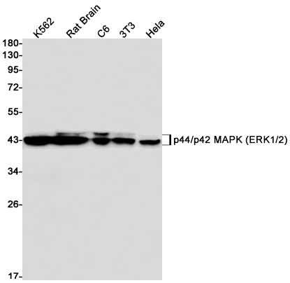ERK1/2 Rabbit mAb ABZ2595