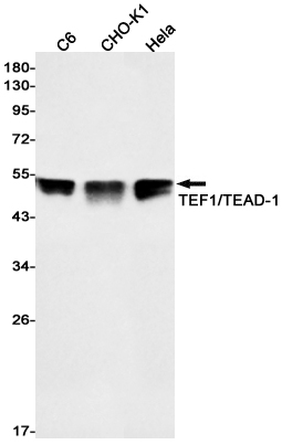 TEF1/TEAD-1 Rabbit mAb ABZ2596