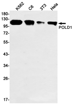 POLD1 Rabbit mAb ABZ2597