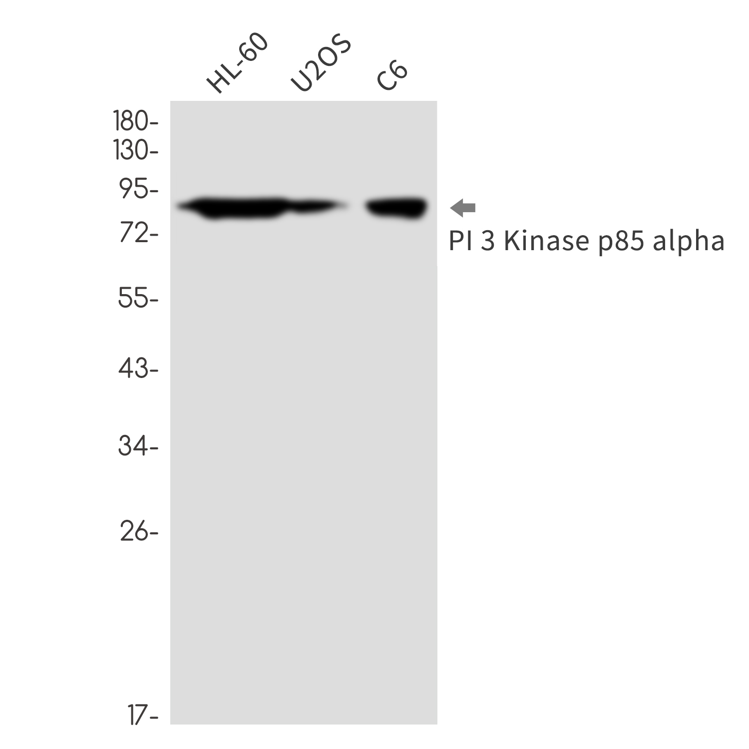 PI3 Kinase p85 alpha Rabbit mAb ABZ2602