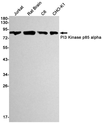 PI3 Kinase p85 alpha Rabbit mAb ABZ2603