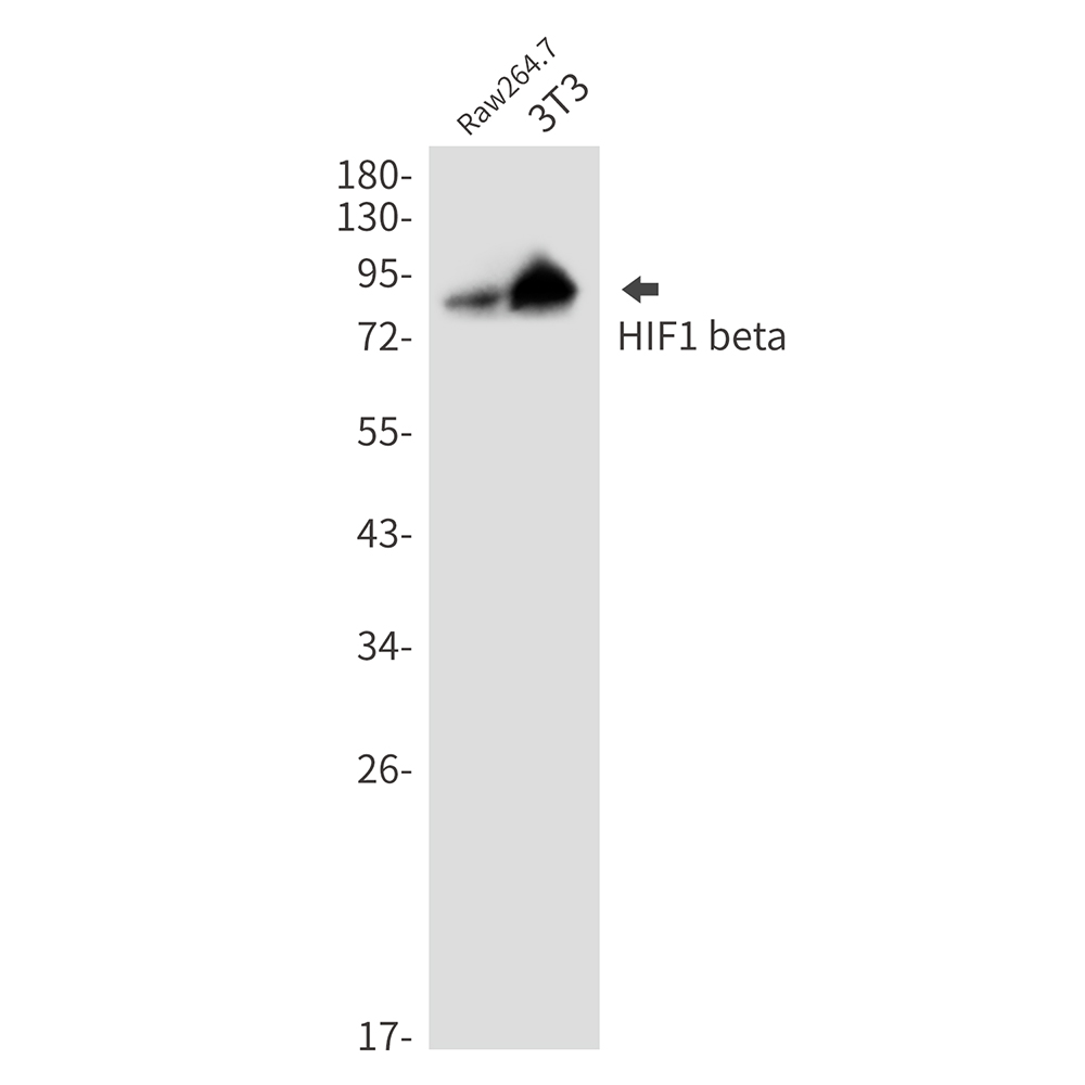 HIF1 beta Rabbit mAb ABZ2607