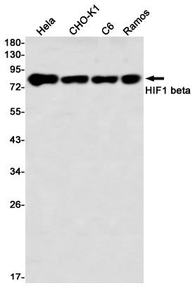 HIF1 beta Rabbit mAb ABZ2607