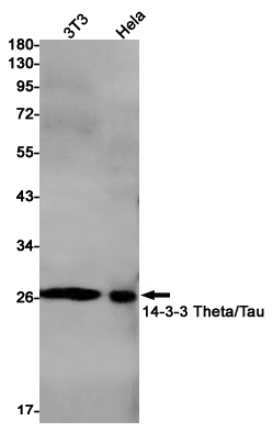 14-3-3 theta Rabbit mAb ABZ2610