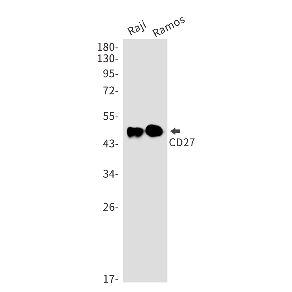 CD27 Rabbit mAb ABZ2613