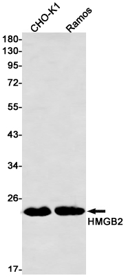 HMGB2 Rabbit mAb ABZ2616