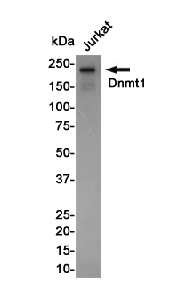 Dnmt1 Rabbit mAb ABZ2620