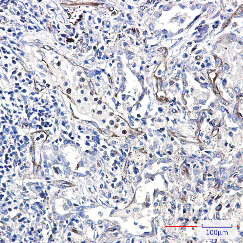 Moesin Rabbit mAb ABZ2621