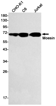 Moesin Rabbit mAb ABZ2621