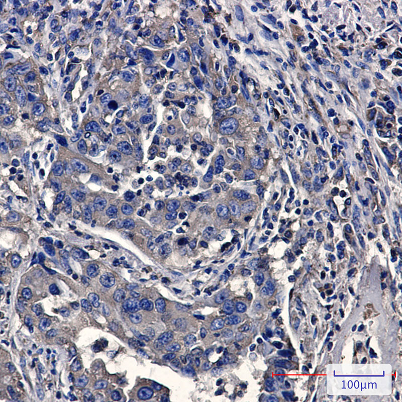Moesin Rabbit mAb ABZ2622