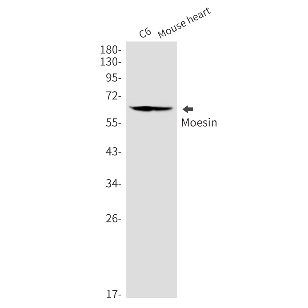 Moesin Rabbit mAb ABZ2622