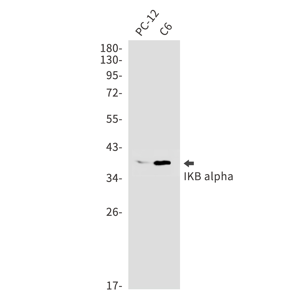 IKB alpha Rabbit mAb ABZ2623