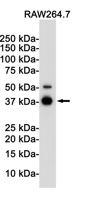 IKB alpha Rabbit mAb ABZ2623