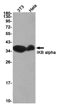 IKB alpha Rabbit mAb ABZ2623
