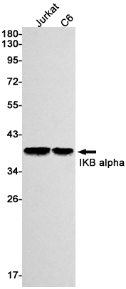 IKB alpha Rabbit mAb ABZ2624
