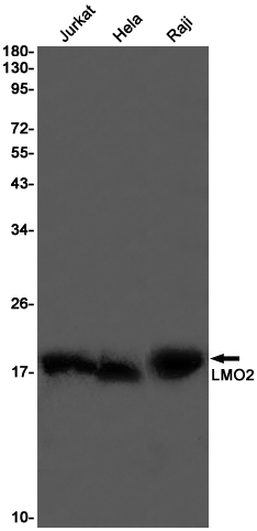 LMO2 Rabbit mAb ABZ2625