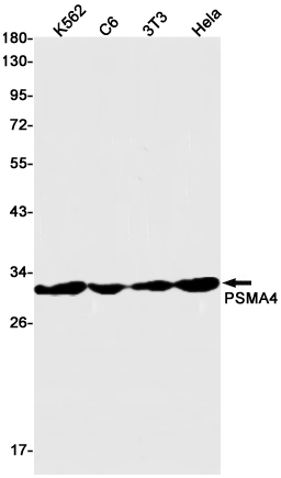 PSMA4 Rabbit mAb ABZ2626