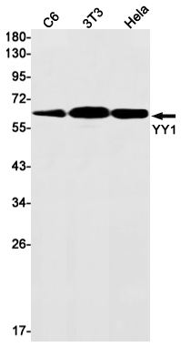 YY1 Rabbit mAb ABZ2630