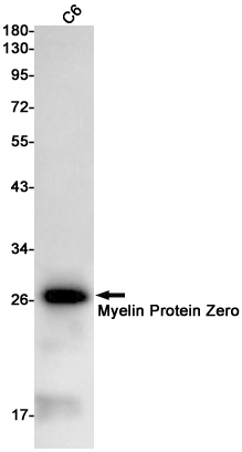 Myelin Protein Zero Rabbit mAb ABZ2632