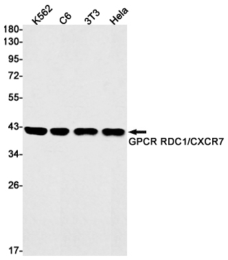 RDC1/CXCR-7 Rabbit mAb ABZ2633