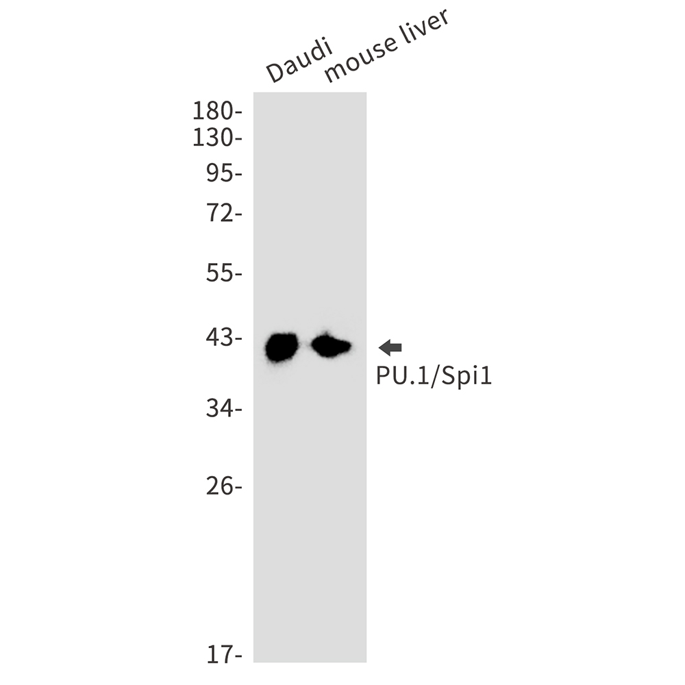 PU.1/SPI1 Rabbit mAb ABZ2638