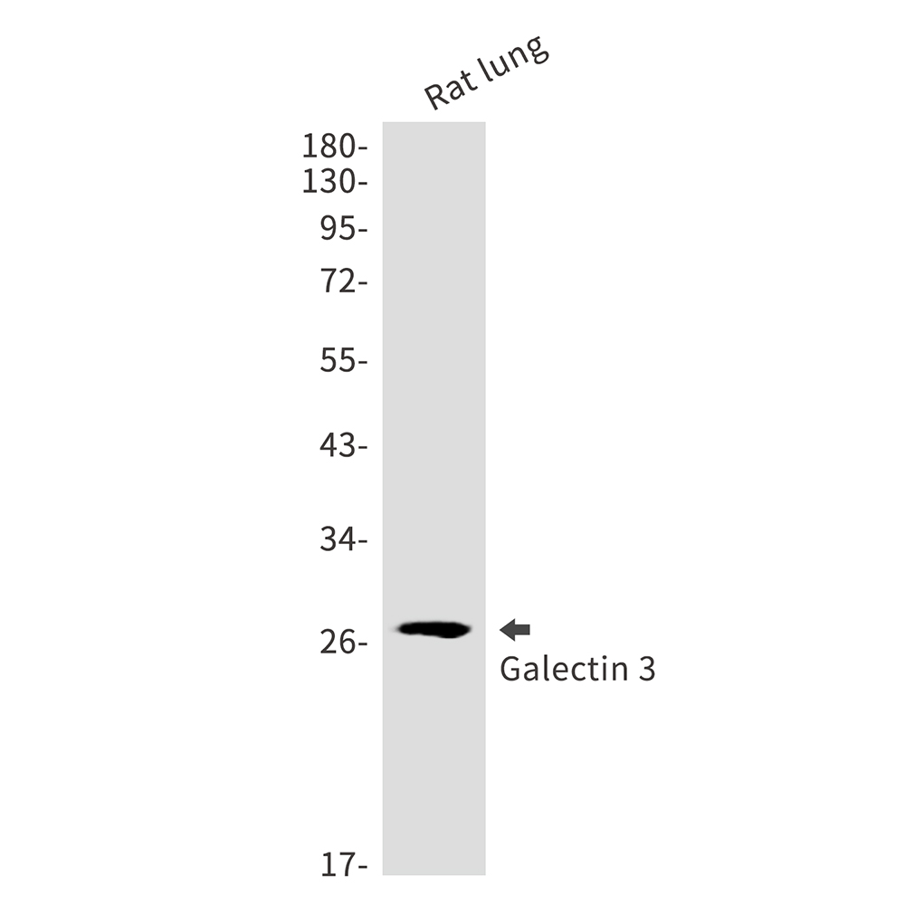 Galectin 3 Rabbit mAb ABZ2639