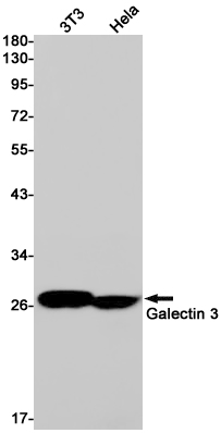 Galectin 3 Rabbit mAb ABZ2639