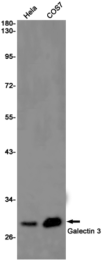 Galectin 3 Rabbit mAb ABZ2640