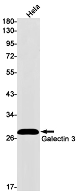 Galectin 3 Rabbit mAb ABZ2641