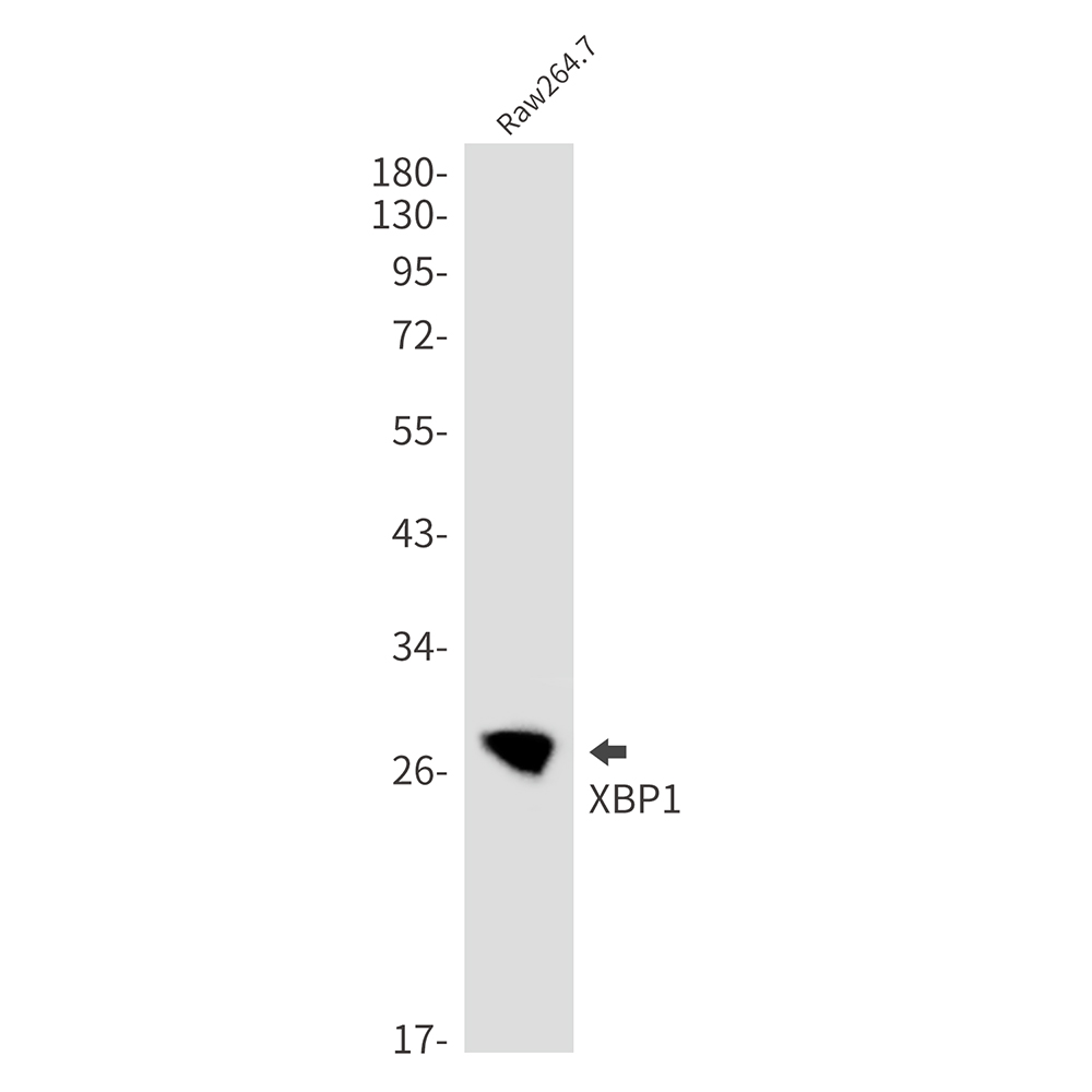 XBP1 Rabbit mAb ABZ2643